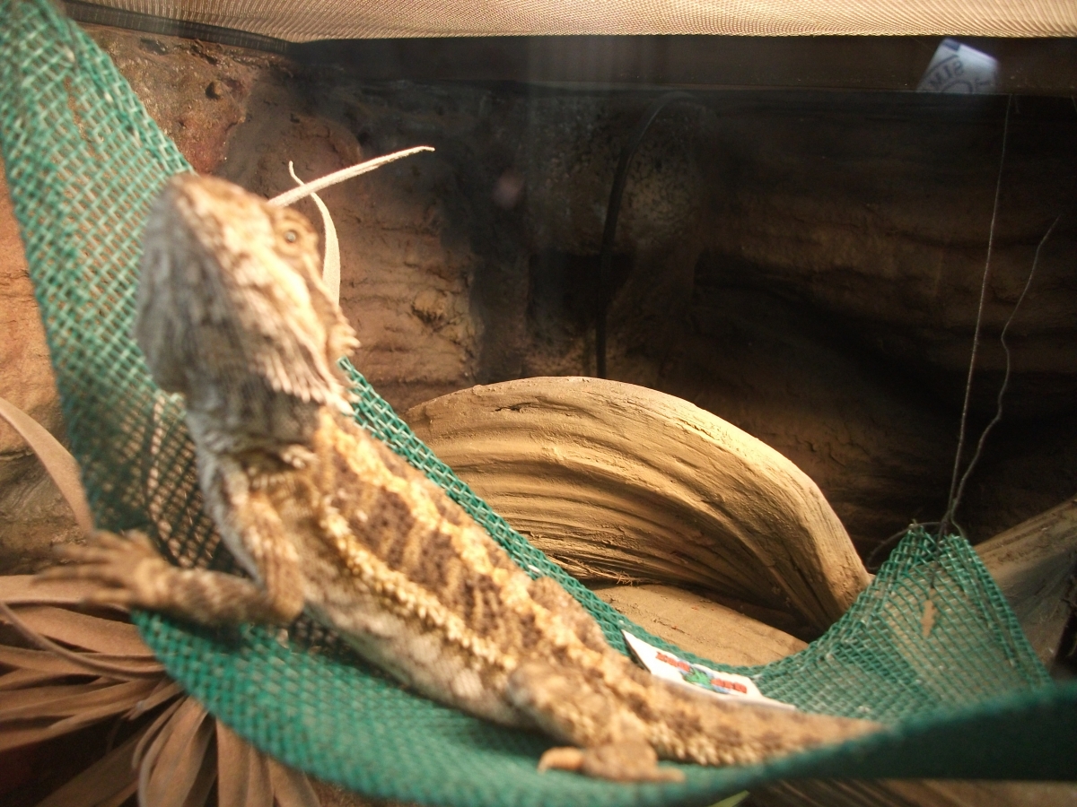 Animal Boarding and Collection Services Corner Cottage Animal Boarding